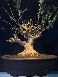 Linh sam sông hinh đợi ngày thành phẩm