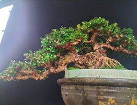 Antidesma acidum tree