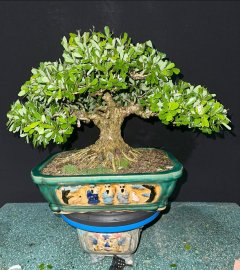 Linh sam đế đều rang