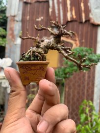 Antidesma acidum mini tree