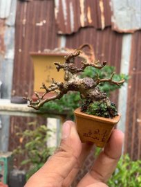 Antidesma acidum mini tree