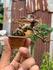 Sam núi mini bỏ túi gl ae