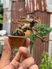 Antidesma acidum mini tree