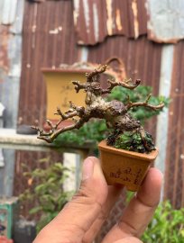 Antidesma acidum mini tree