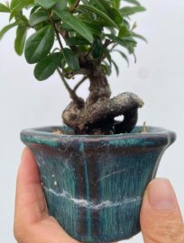 Scopolia nana mini tree