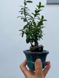 Scopolia nana mini tree