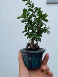 Scopolia nana mini tree