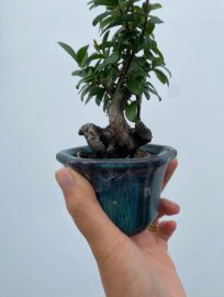 Scopolia nana mini tree