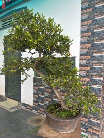 Scopolia nana tree