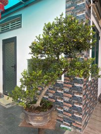 Scopolia nana tree