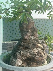 Spondias dulcis bonsai tree 