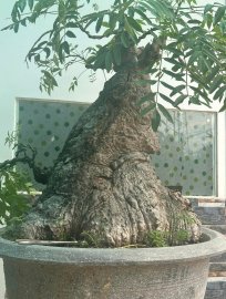 Spondias dulcis bonsai tree 