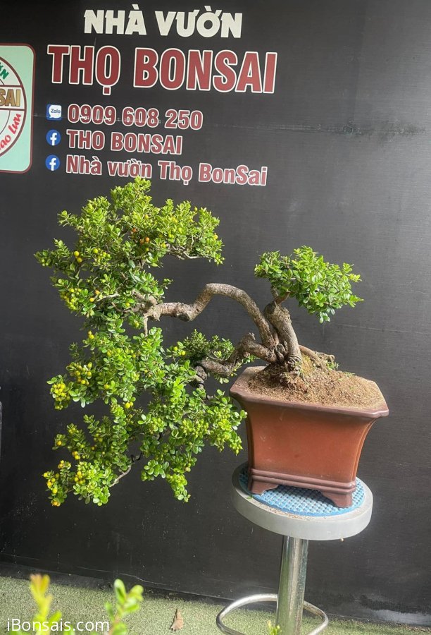 Đủ duyên e đi lấy chồng