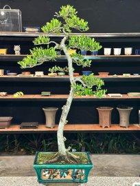 Scopolia nana bonsai tree