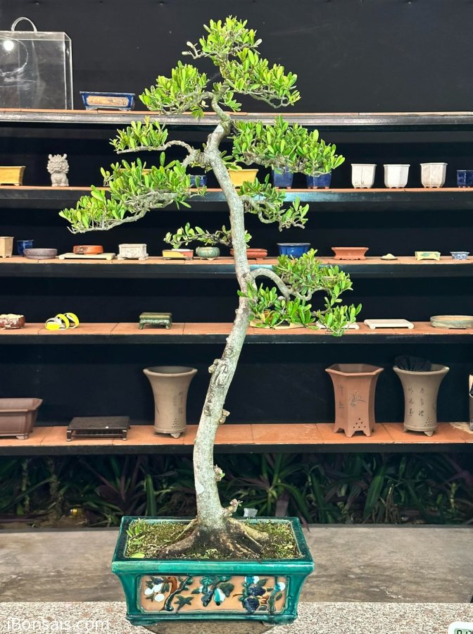 Scopolia nana bonsai tree