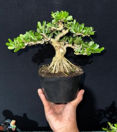 Linh sam siêu bông đế đẹp