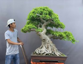 Ficus benjamina bonsai tree