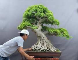 Ficus benjamina bonsai tree