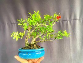 Scopolia nana tree