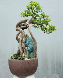 Red Ficus tree
