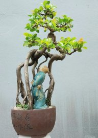 Red Ficus tree