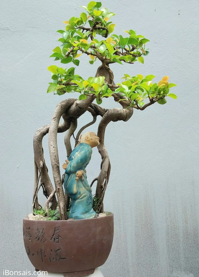 Red Ficus tree