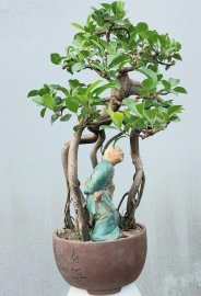 Red Ficus tree
