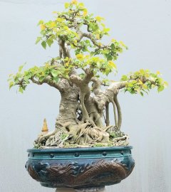 Bodhi Tree