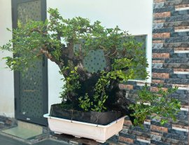 Diospyros maritima tree
