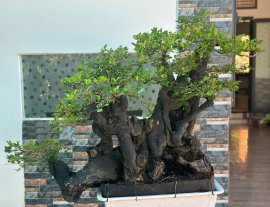 Diospyros maritima tree