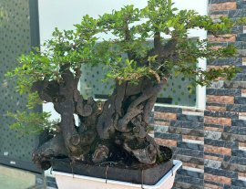 Diospyros maritima tree