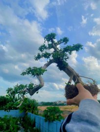 Antidesma acidum water fall tree
