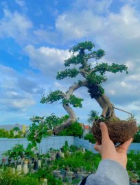 Antidesma acidum water fall tree