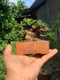 Antidesma acidum mini tree