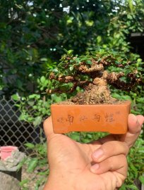 Antidesma acidum mini tree