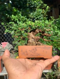 Antidesma acidum mini tree