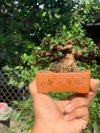 Antidesma acidum mini tree