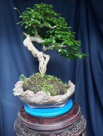 Em Trắc Dây và chiếc chậu thủ công nhiều năm...