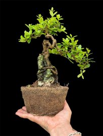 Scopolia nana tree
