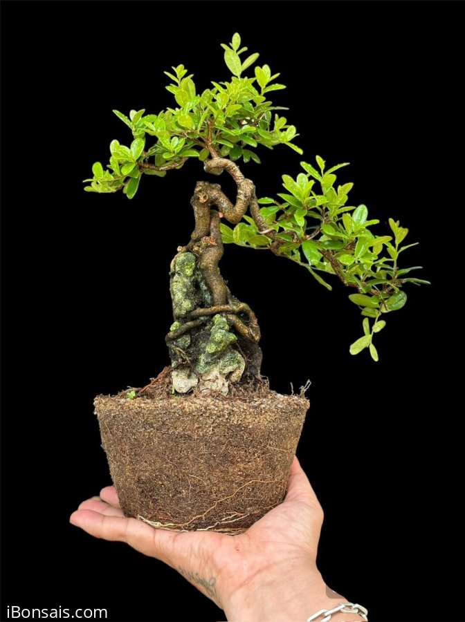Scopolia nana tree