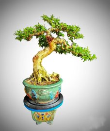 Linh sam kim sông hinh 1 dòng lá mà rất ít có