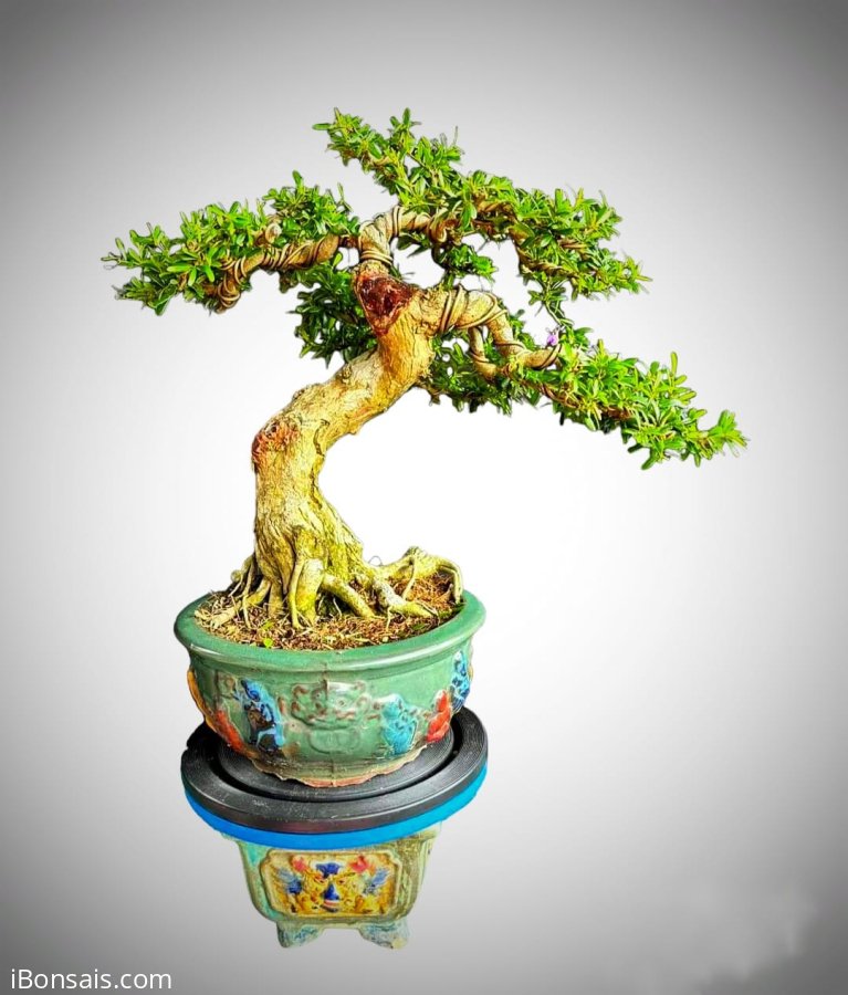 Linh sam kim sông hinh 1 dòng lá mà rất ít có