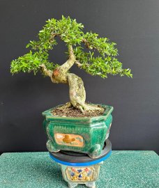 Linh sam Kim Sông Hinh #580k có chậu như hình