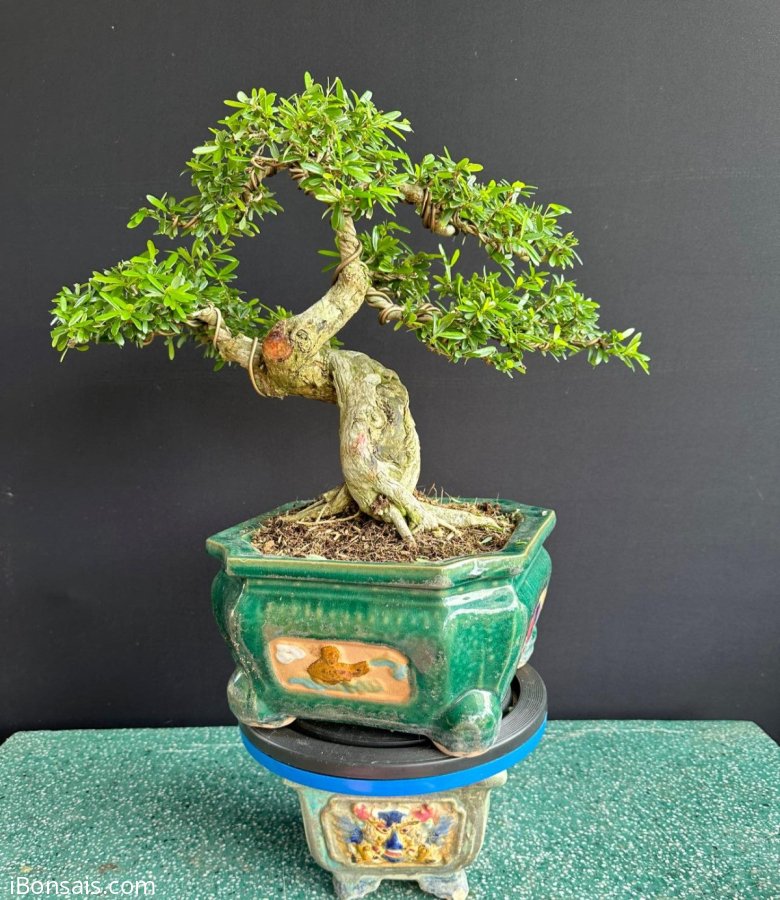 Linh sam Kim Sông Hinh #580k có chậu như hình