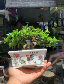 Scopolia nana mini tree