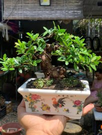 Scopolia nana mini tree