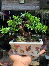 Scopolia nana mini tree