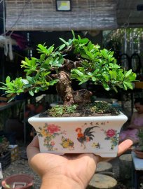 Scopolia nana mini tree
