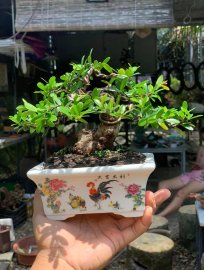 Hải châu lá nhỏ sông cầu mini , cốt bài lùn lực