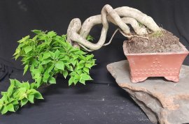 Bougainvillea tree in Chinese pot
